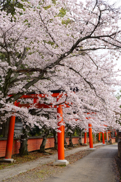 chitaka45:  京都 竹中稲荷神社 🌸桜🌸 kyoto takenaka inari jinja shrine
