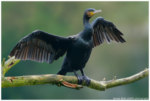 Great Cormorant (Phalacrocorax carbo) >>by Jeroen Stel
