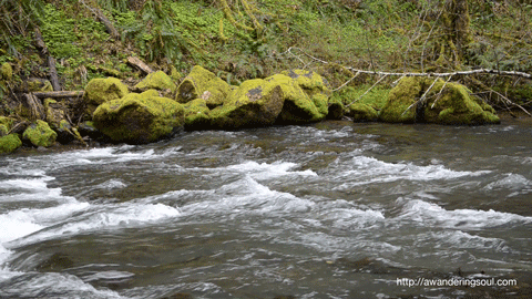 connie-awanderingsoul:  The creek at Hagg Lake, Oregon