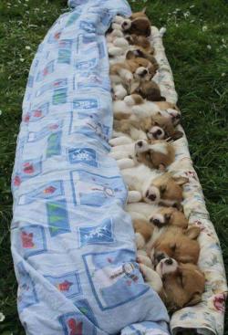 awwww-cute:  Slumber Party (Source: http://ift.tt/2wproiO)