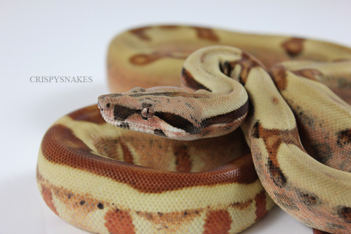 crispysnakes: 14F - Hypo Jungle ph Kahl (boa imperator) It was overcast enough this morning that it