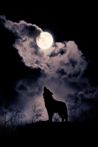 IM THE ALPHA IM THE LEADER IM THE ONE TO TRUST 😆😆🌕🐺🐺