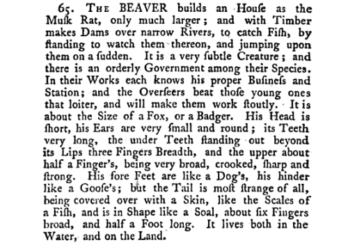 yesterdaysprint:A Description of Three Hundred Animals, 1768 The BEAVER builds an House as the Musk 