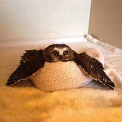 awwww-cute:  For your viewing pleasure, an Owl in a towel (Source: http://ift.tt/2lEljGo)