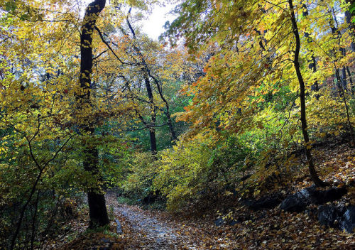 Inwood Hill Park in fall by ScotchBroom on Flickr.