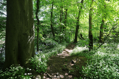 Goyt Valley (by John Pearman)