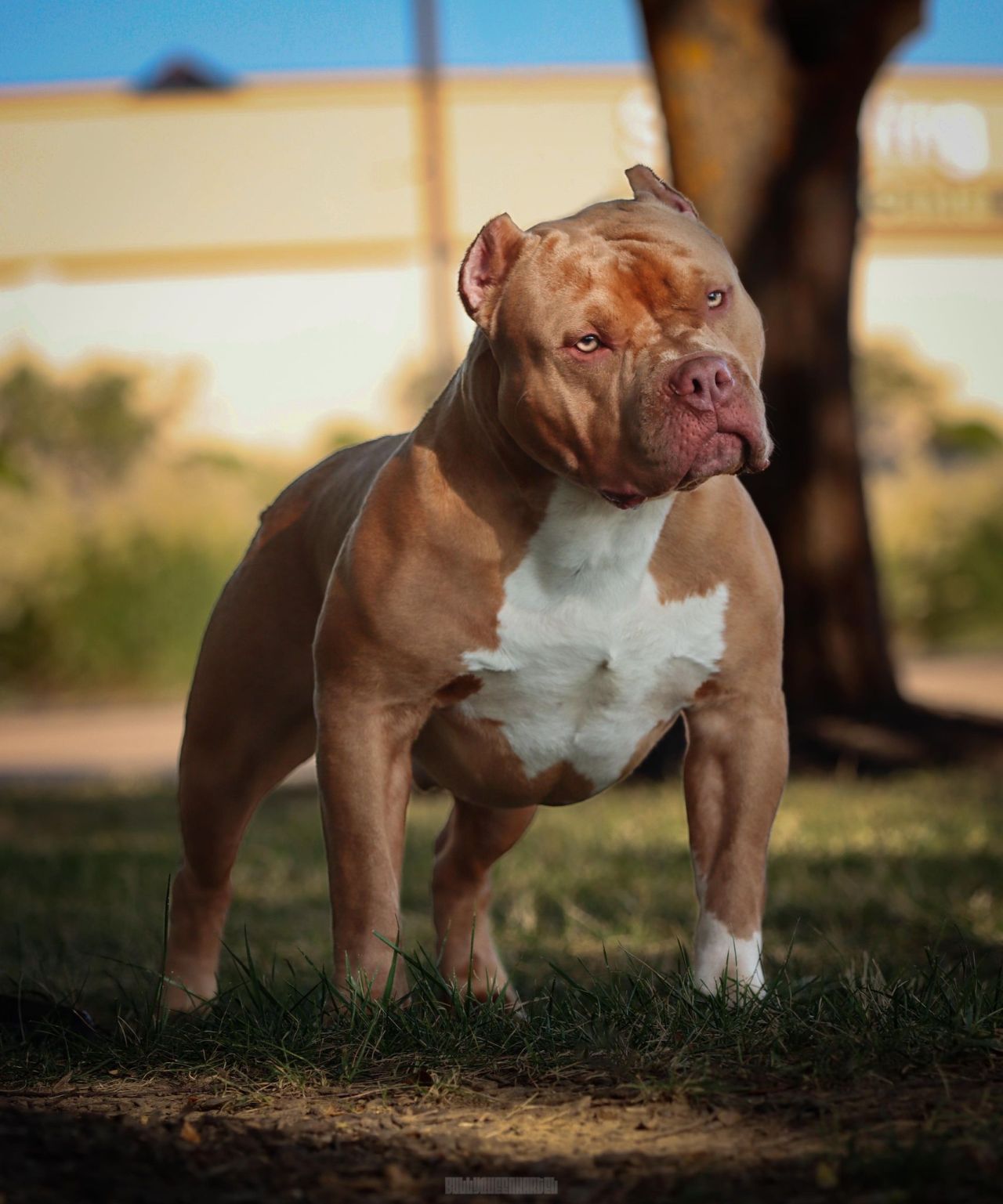 What Is The American XL Bully Controversy? Who Are At Fault: Pets