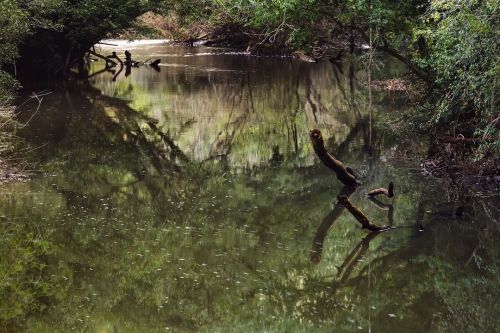 Tree reflections. Casi no se distingue que es un reflejo y que rs real. #outdoor #light #color #natu