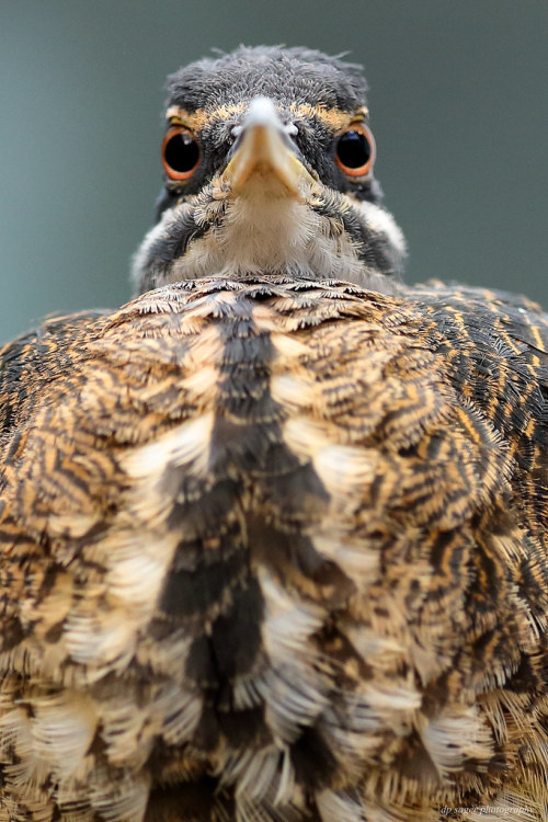 fullfrontalbirds: Sunbittern (Eurypyga helias) © Paul Sager