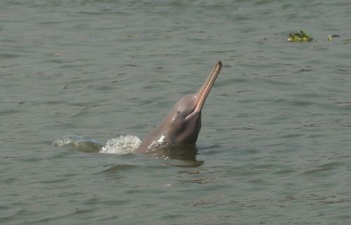 It&rsquo;s #FunFactFriday! #Didyouknow that the Ganges River Dolphin is one of two subspecies of