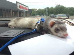 awwww-cute:  Dozing off after an exhausting walk up and down the aisles of Petsmart (Source: http://ift.tt/1QPBMWc)