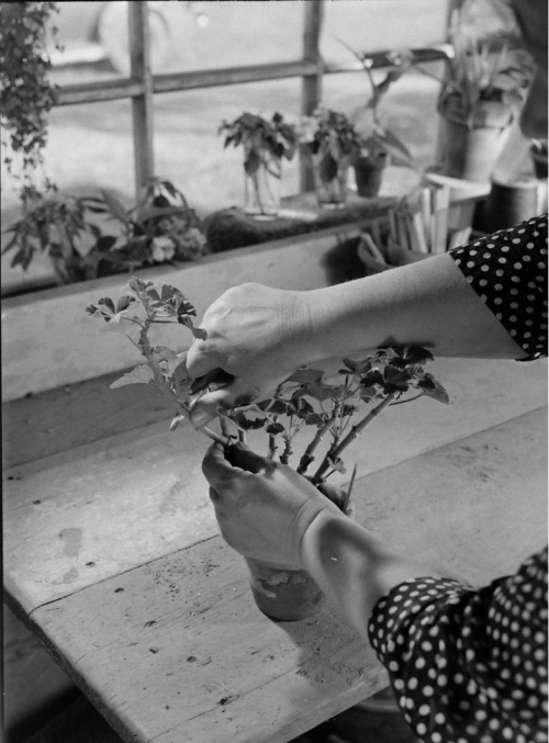 Eric SchaalPotting up cuttings of geraniums 1943LIFE Photo Collection