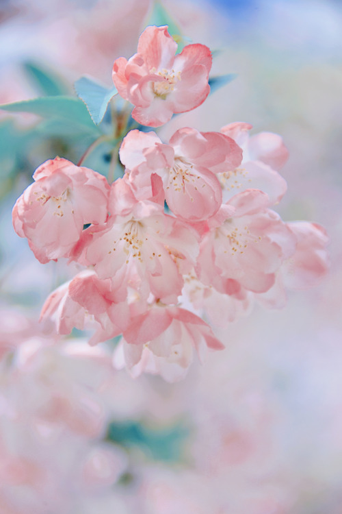 fuckyeahchinesegarden:chinese crab apple flowers (haitang海棠) by 砚冰-Yanbing