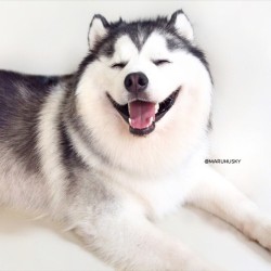 huskiesofig:  Instagram: maruhusky HuskiesofInstagram