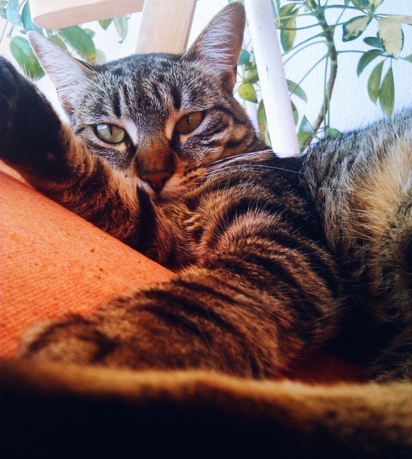 En masum erotizm kedinin güneşle fingirdeşmesi.