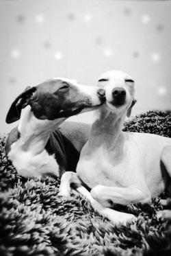 thebuzzingbee: Look at these smitten fuckers. 😍 Whippets are great dogs.  I highly recommend them.  They’re excellent dogs for apartments too.  As long as you have a large fenced area where you can let them run once a day or every other day, they’re