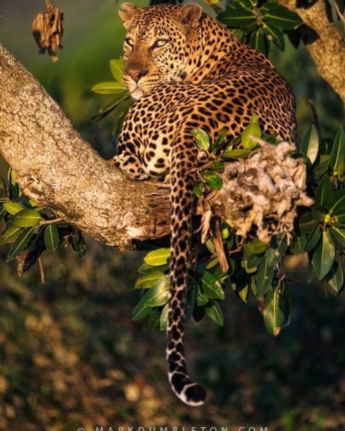 Male Mara Leopard Spotted by #wildographer & photographic guide @markdumbletonphoto www.