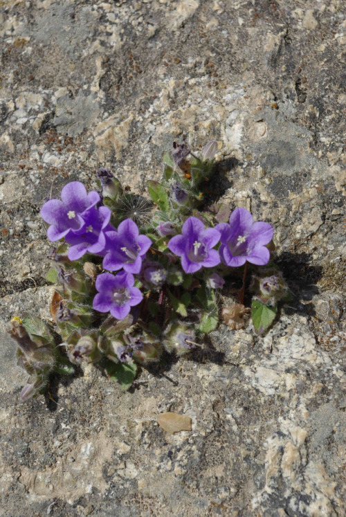 campanula lyrata sps icarica by Paul Lewis