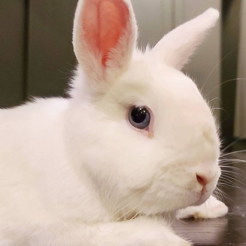 Precious little bunbun showing you how to show off your confidence. #bunniesoftheworld #bunniestagra