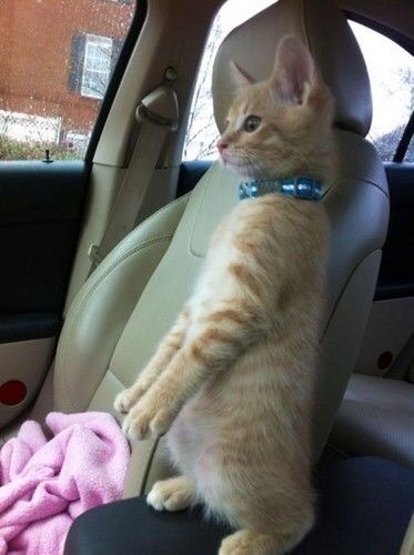 menpale:  Baby drive