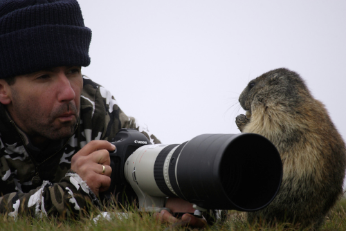 nubbsgalore: a chance encounter with a curious and friendly marmot while attempting to photograph th