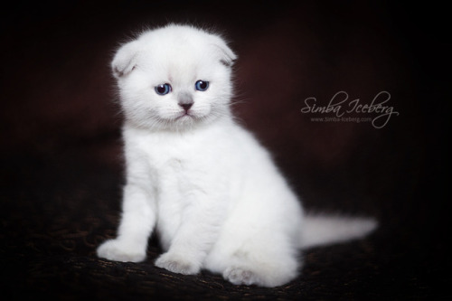 Simba Iceberg Hera ❤ Scottish Fold blue point kitten is 31 days old (d.o.b. 25.03.2017)