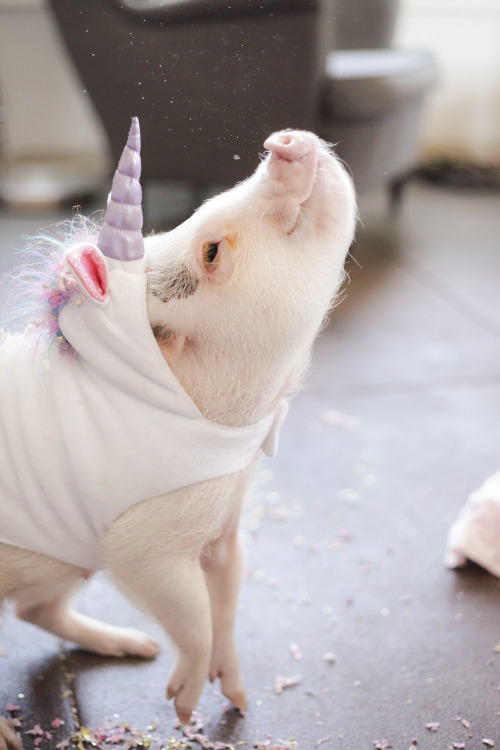 afatfox: apple-pie-thighs: tasselfairy: The cutest little piggy came to hang out in my studio this w