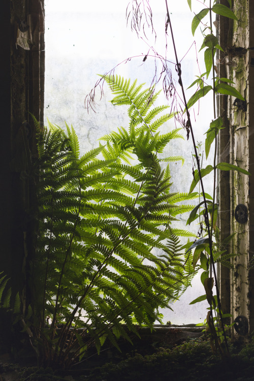 kenmarten:Abandoned Victorian Building, Mosley Road, Birmingham