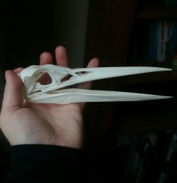 violoncell0:  Majestic heron skull 