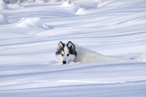 handsomedogs: This is Koda! He’s a husky mix who loves the snow! You can find more pictures of