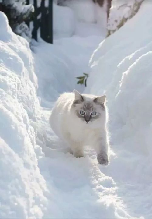 trasemc:Wow I love the snow and Cats 😍😍