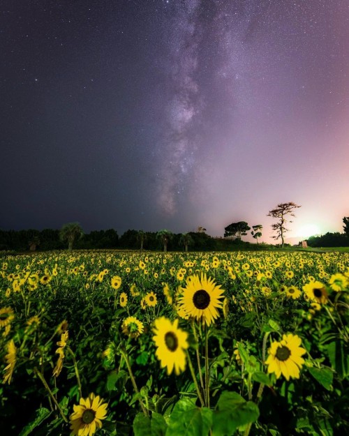 Sunflowers And Milky Way.