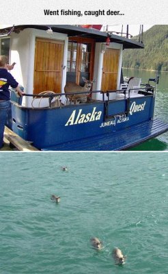 ceescedasticity:I went looking for where this came from (googled ‘deer water alaska boat’) and found the story. The deer apparently managed to swim themselves to exhaustion out in the ocean and sought out the boat for help.