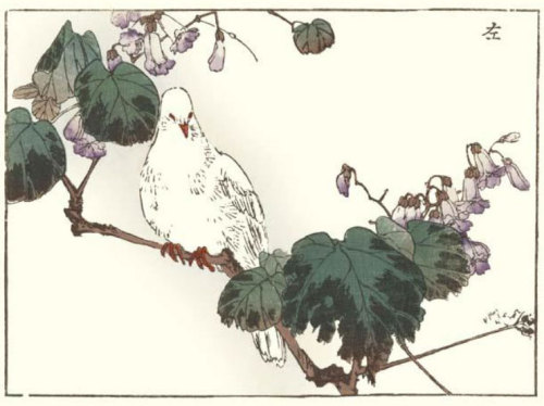 japanese-plants:Princess tree and rock dove by by Kinzan Haruna (1847-1913), included in Kacho 