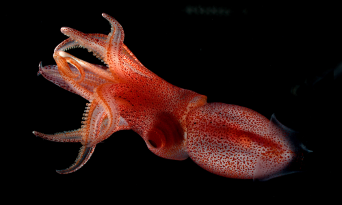 Histioteuthis Heteropsis (H. Heteropsis), Also Known As The Strawberry Squid Or Jewel Squid, Is A Species
