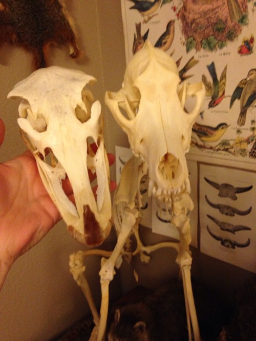 topaz4girll:Ostrich compared to coyote skull
