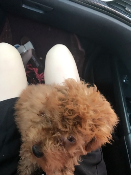 xhzxhzxhz:乖狗狗。你在干嘛呢 乖狗狗也想舔你吗