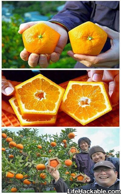 lifehackable:  More Food Hacks Here