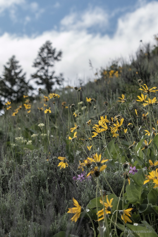 Arrowleaf Balsamroot catches the rays of the sun, Shoshone National Forest, Wyoming: (c) riverwindphotography, June, 2020