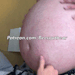 beergutbear: