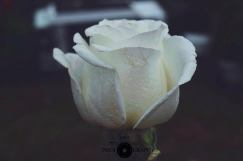 #rose #photography #flowers #nature