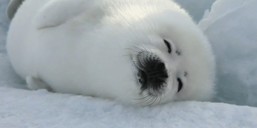 gwendolynstacy:  i don’t think it’s possible for baby harp seals to be more adorable