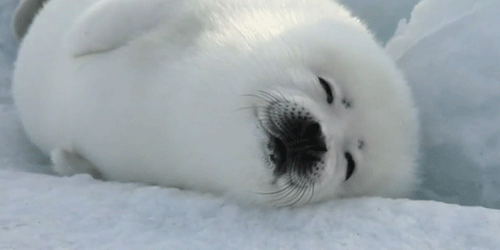 my-teen-quote:  feeling sad? look at this baby animal blog!