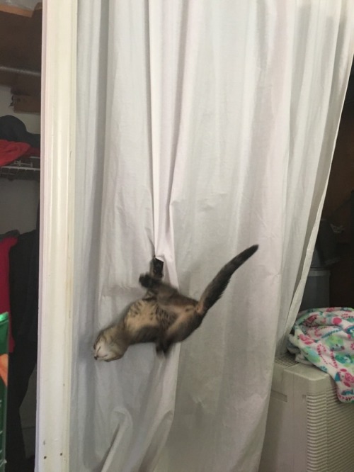 unflatteringcatselfies:  cirque du soleil staring Moriarty