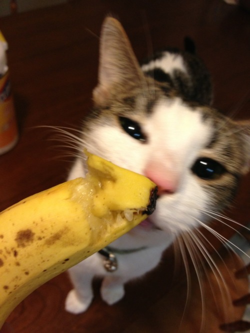 MY CAT JUST DECIDED THAT HE LIKES TO EAT BANANAS HE JUST ATE THE ENDS OFF OF TWO OF THEM IM FUCKING 