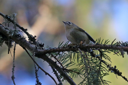 A Goldcrest/kungsfågel high up in a tree.