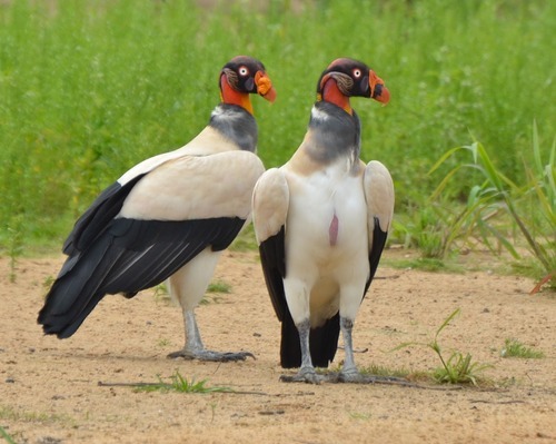 dezzoi:  Turkey Vulture Black Vulture King Vulture Greater and Lesser Yellow Headed