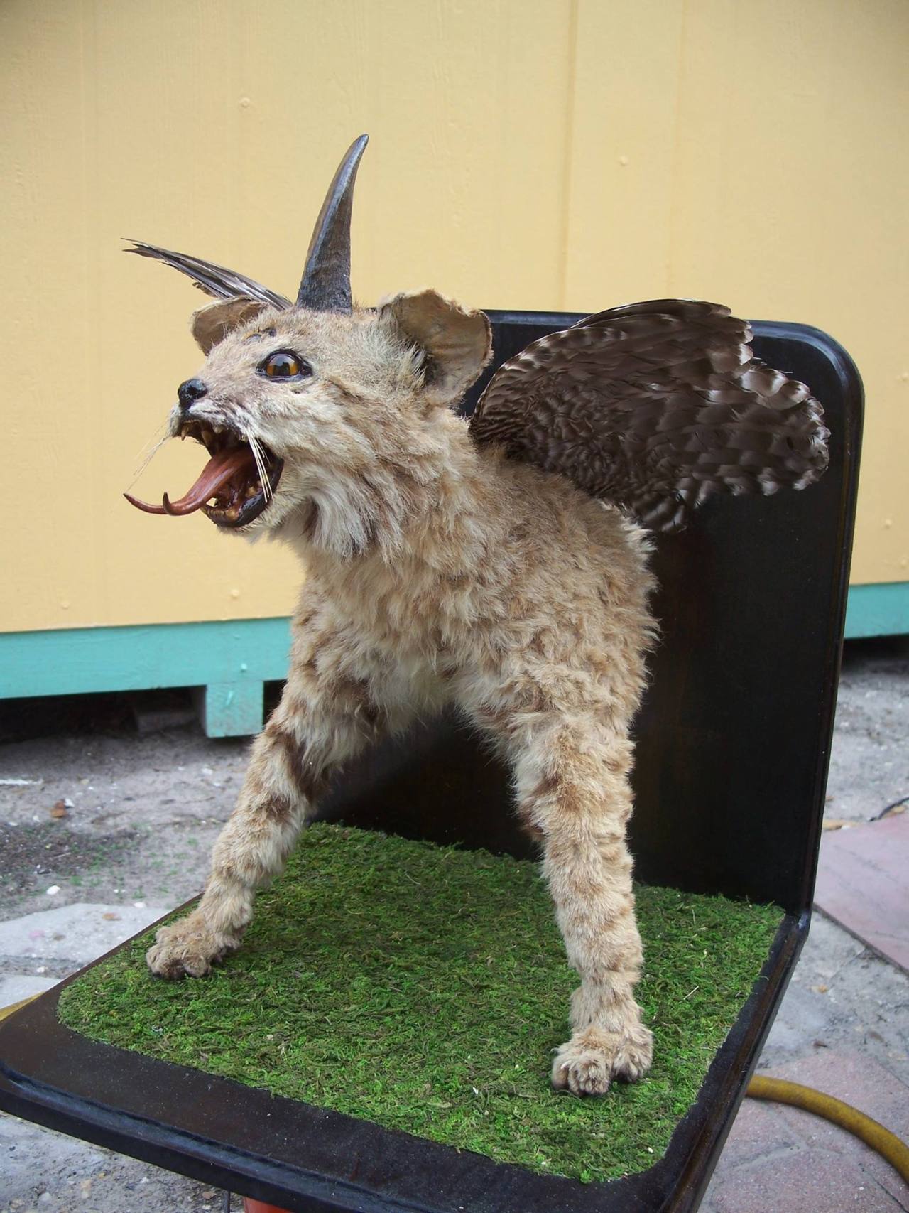 When you go to post a picture of taxidermy hellspawn and then go “hm, that would be an adorable thing to do with my cat when she dies…”
Submitted by Kitty Lovelace via the Crappy Taxidermy FB page