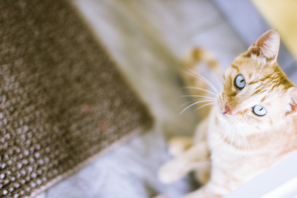 photogenicfelines:  (*un petit rien)