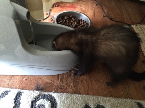 bunnini:  nervous-diary:  His name is Wesley and he likes to chew on his food dish c:  I got a ferret! <3   lucky T ^T